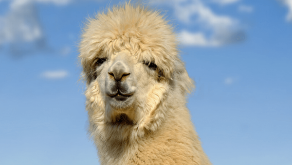 Animals Violently Shorn for Vanity—Call On American Eagle to Stop Selling Alpaca!