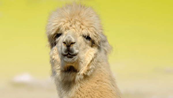Animals Violently Shorn for Vanity—Call On American Eagle to Stop Selling Alpaca!