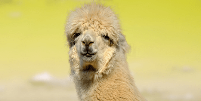 Animals Violently Shorn for Vanity—Call On American Eagle to Stop Selling Alpaca!
