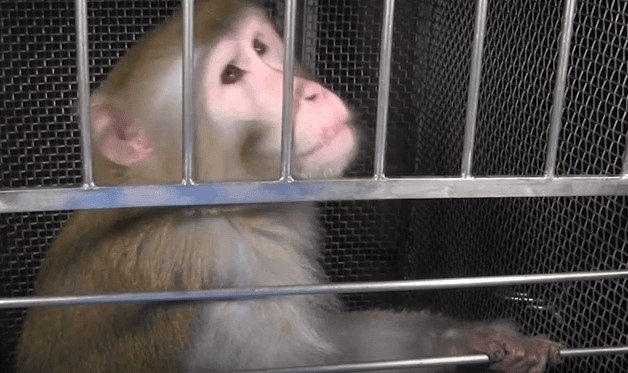 A Life of Pain and Misery: Meet Beamish, a Monkey Prisoner at NIH