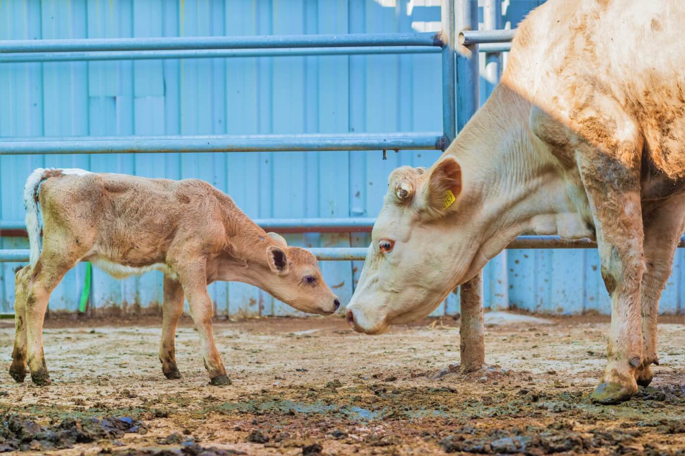 mother cow nearly touching noses with baby cow to show how Starbucks perpetuates immense cruelty to the animals via their vegan milk surcharge