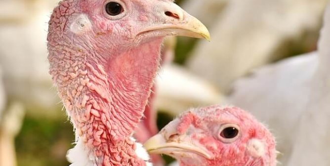 Five Ways to Veganize Your Thanksgiving