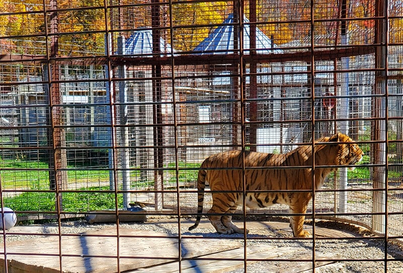 tiger trapped in roadside zoo