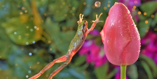 "A frog jump toward a pink tulip and open all front fingers, it seems it's catching the water drop."