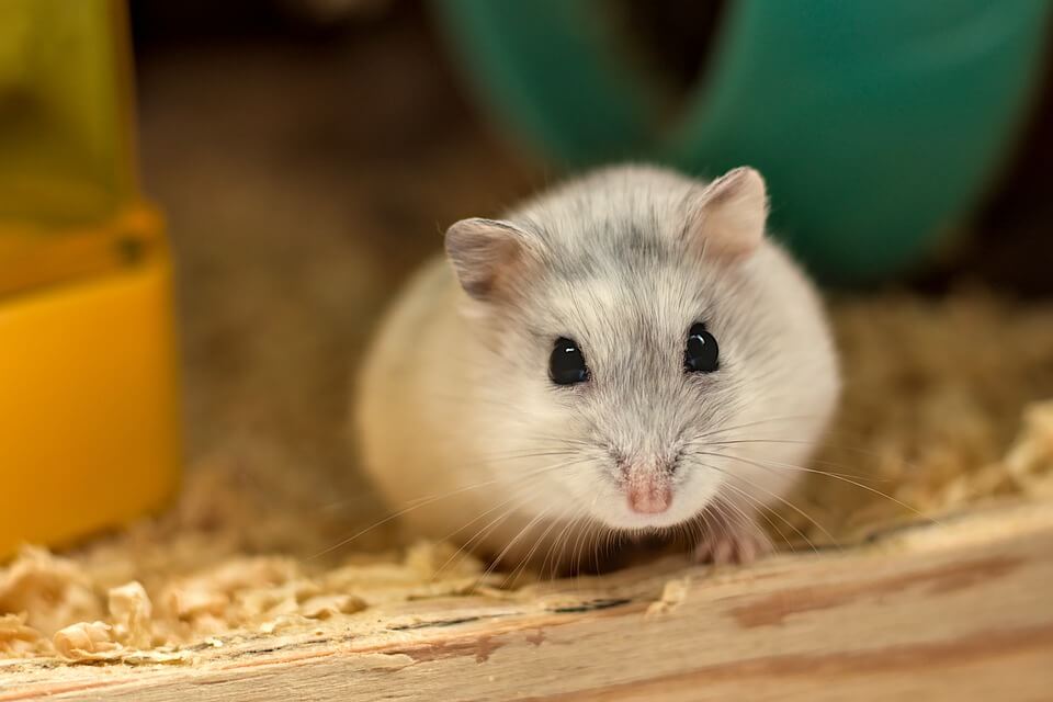 Gray and white hamster in home