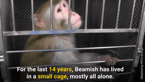 A Life of Pain and Misery: Meet Beamish, a Monkey Prisoner at NIH