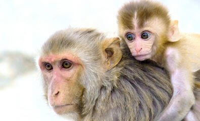 5 Baby Monkeys Died in 2 Days—PETA Asks District Attorney to Investigate