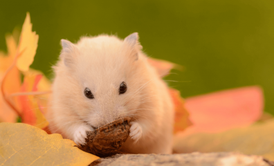 Asia’s Largest Food Co., Coca-Cola Bottler, and Others Drop Animal Tests