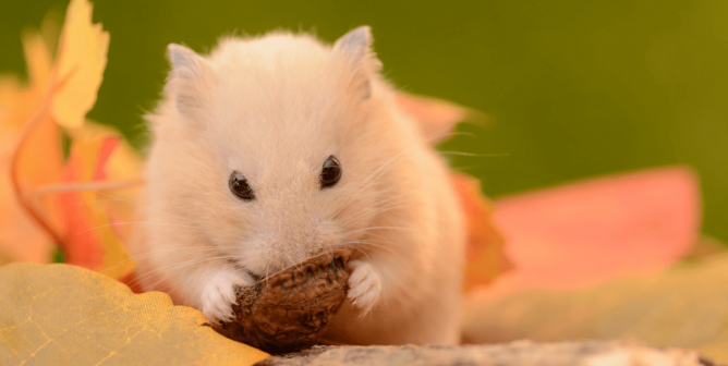 Golden hamster eats walnut by fall leaves