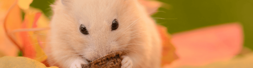 Golden hamster eats walnut by fall leaves