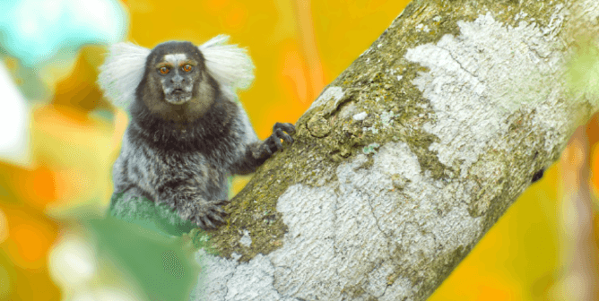 Marmoset in tree with orange background