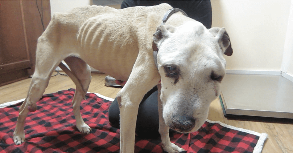 is it painful for a dog to be euthanized