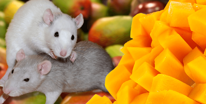 Mice with mangos