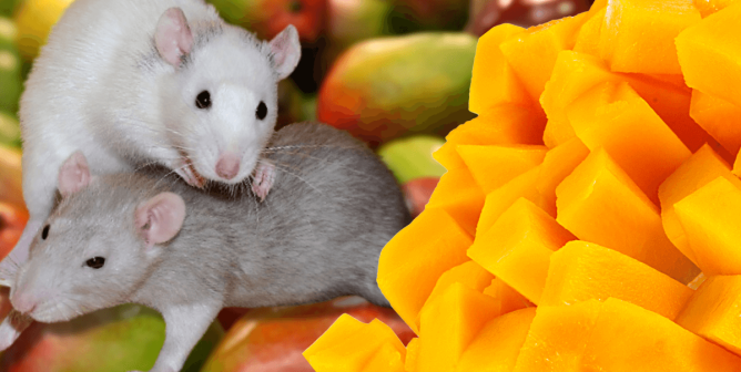 Mice with mangos