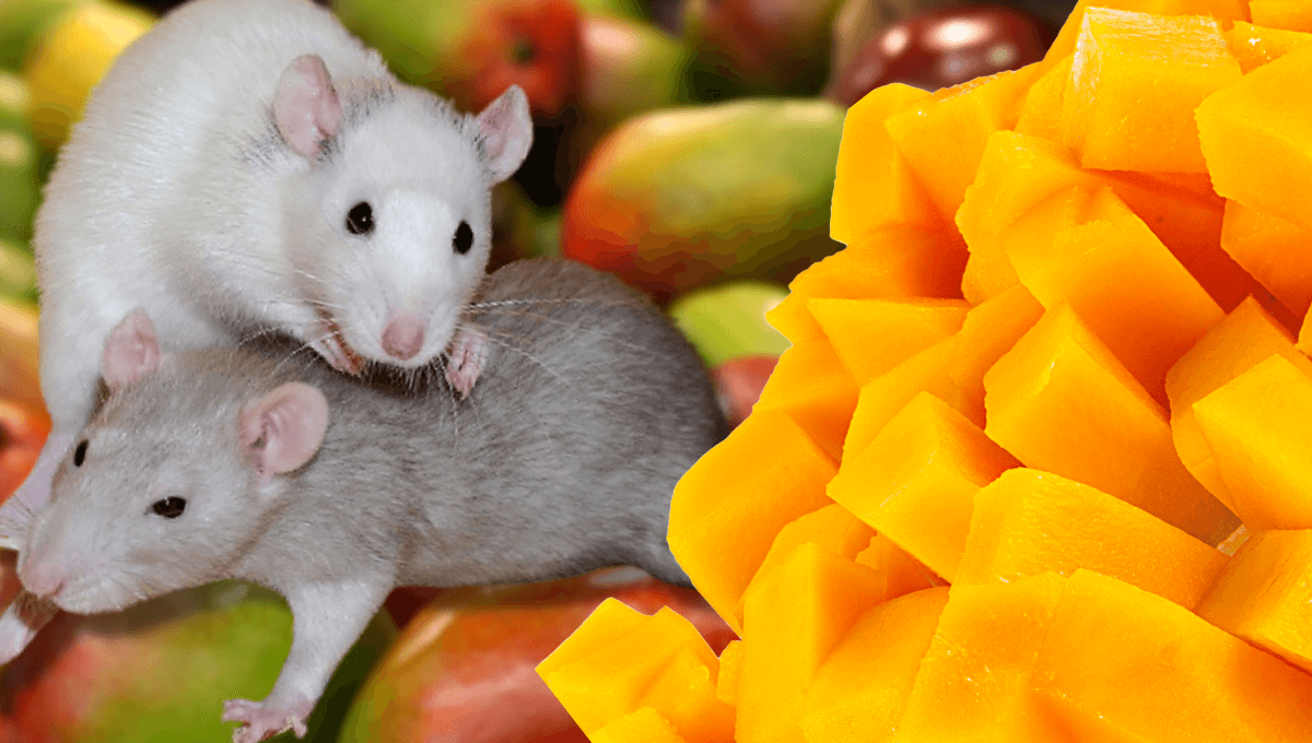 Celebrate the Mango A Perfect Fruit That No One Needs to Die For PETA