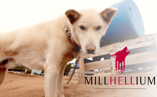Dog chained to barrel and Millennium hotel PETA spoof logo