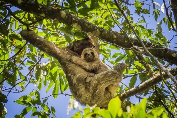 mother and baby sloth in tree