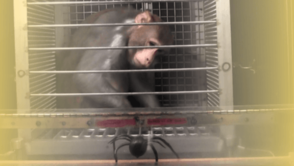 Help Save Monkeys: Demand That New Panel Exclude Monkey Tormentors!