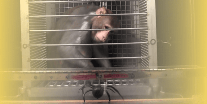 Monkey scared with fake spider at NIH