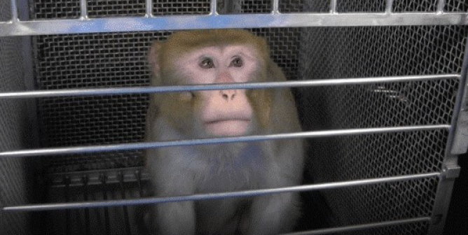 flyer to stop monkey experiments at nih