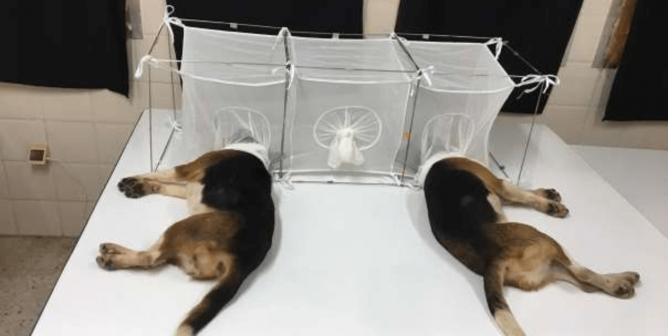 Fauci Blesses Feeding Puppies’ Heads to Flies (Report)