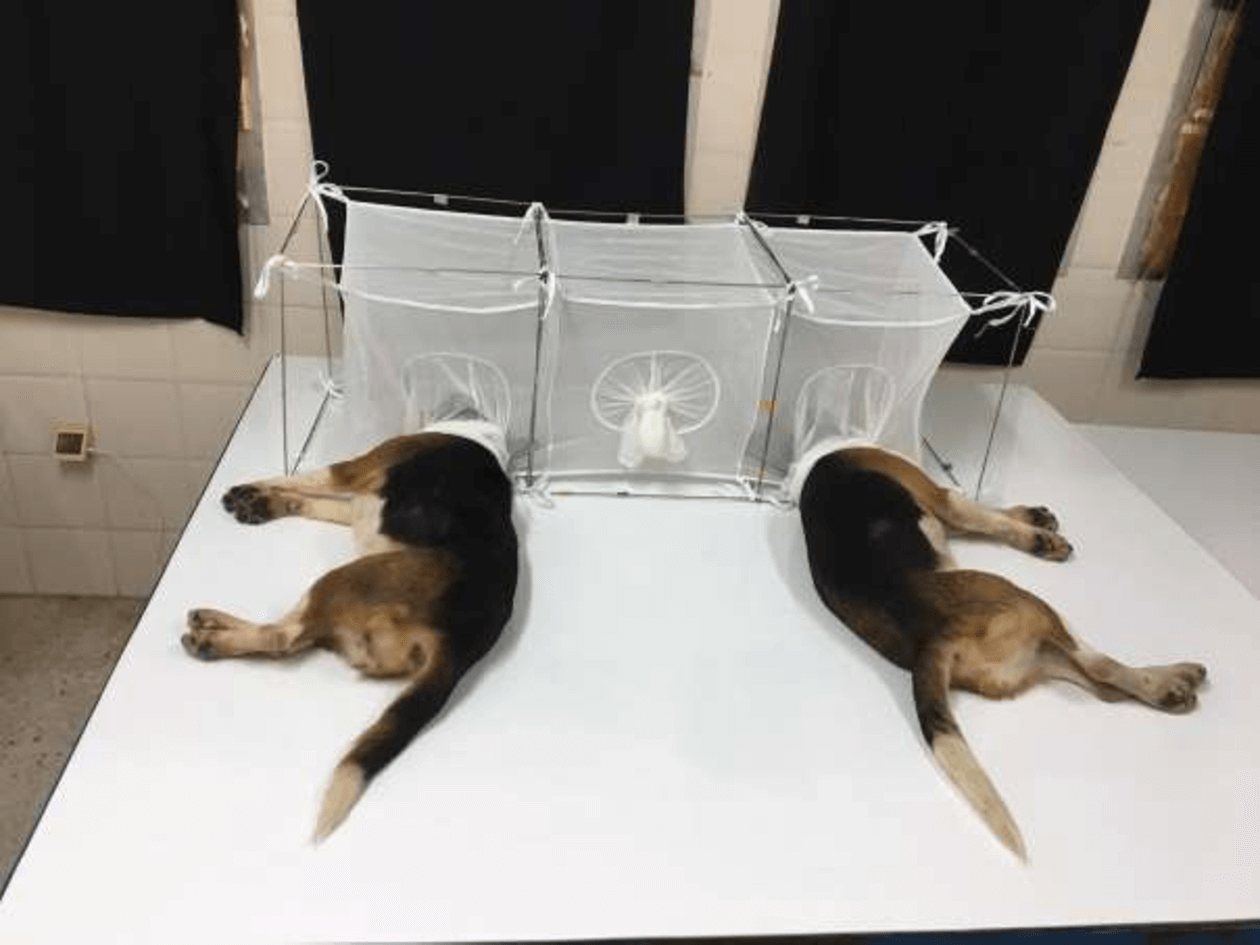 Fauci's NIH-Funded Tests Include Feeding Puppies' Heads to Flies | PETA