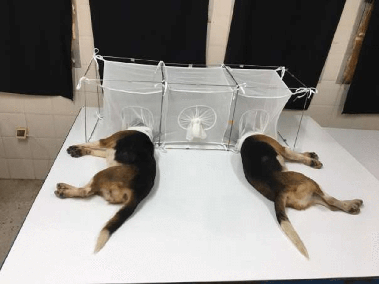 nih_funded_dog_and_sand_fly_experiments.png