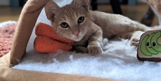 Adoptable kitten Oscar
