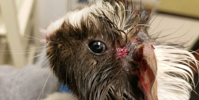 Severely Stressed Hamsters Ate Another Hamster Alive at PetSmart and Petco Animal Supplier (Report)