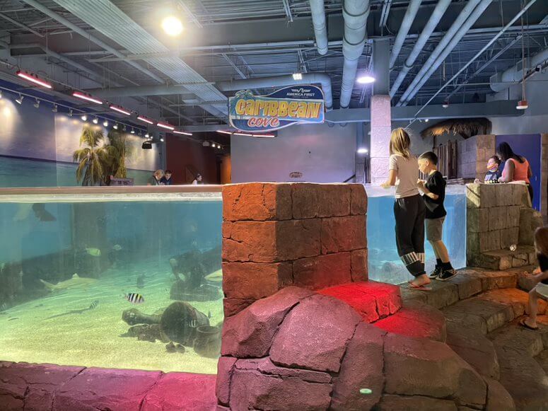 touch tank at SeaQuest Las Vegas