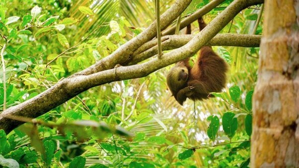 Sloth hanging from tree