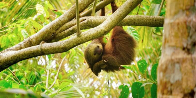 Sloth hanging from tree