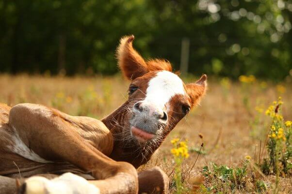 Poulain dans un champ