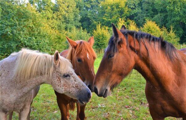 Three horses meet in a field