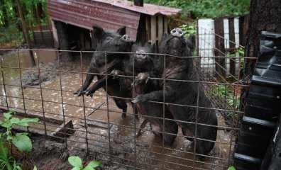 PETA’s Field Team Gives Three Little Pigs and Other Animals a Fairytale Ending