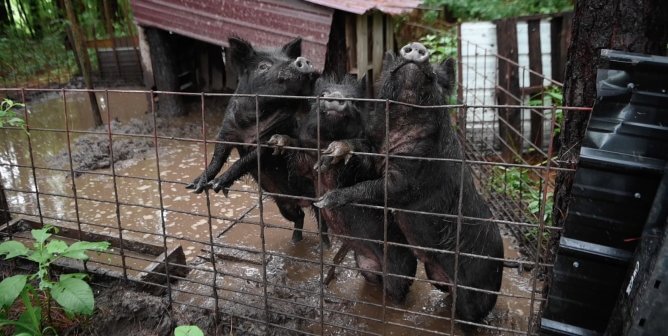 VIDEO: Fieldworkers Rescue THREE LITTLE PIGS