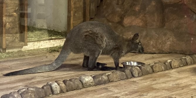 wallaby at seaquest las vegas