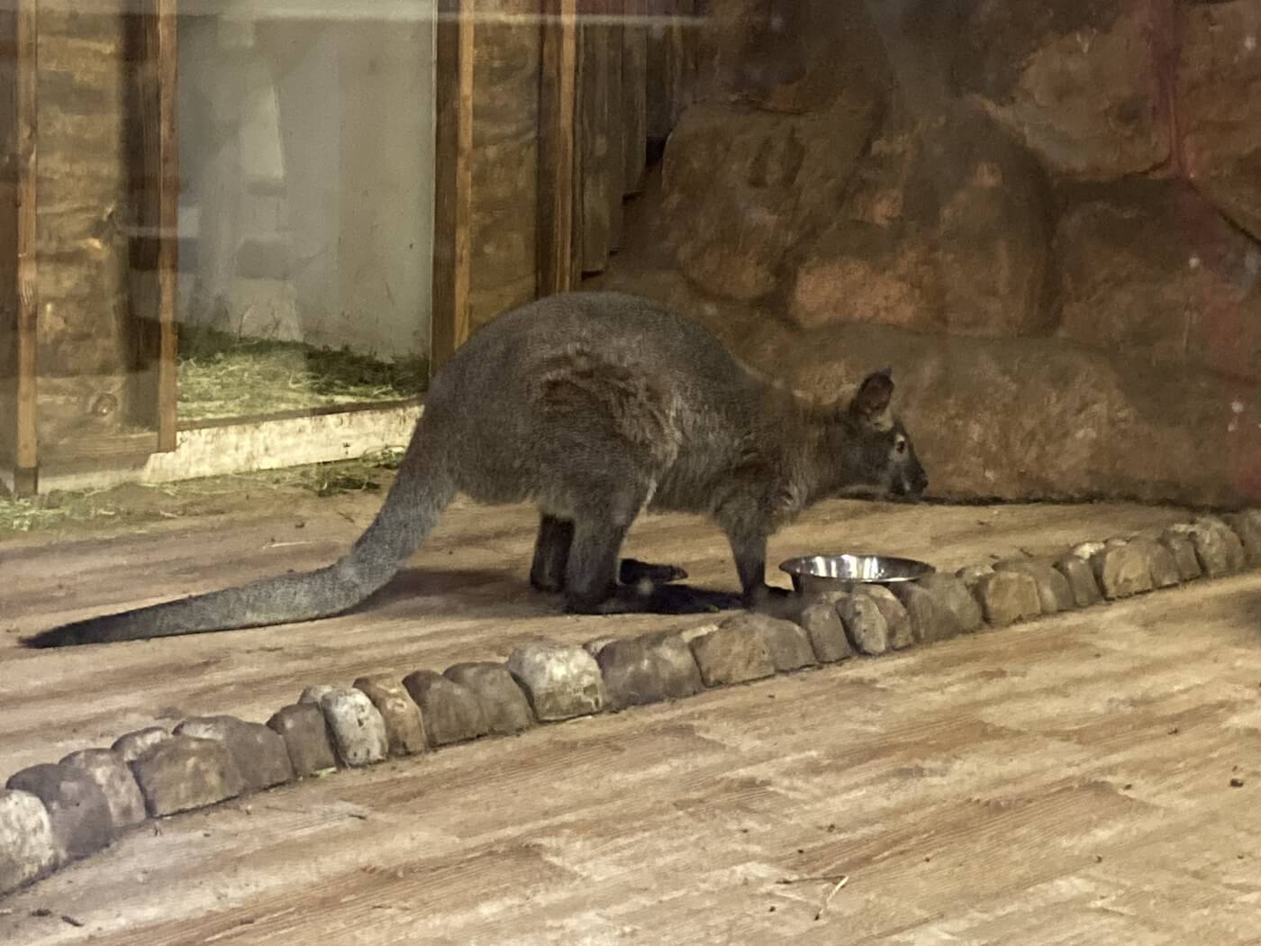 wallaby at seaquest las vegas