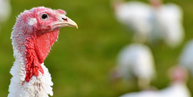 Turkey in field with friends