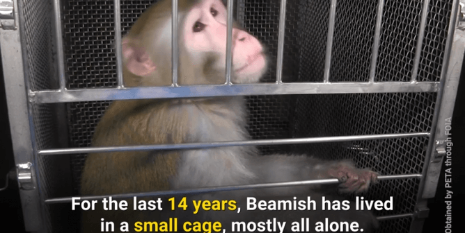 monkeys used in nih experiments