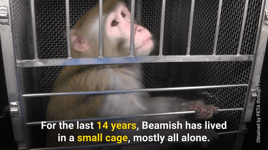 monkeys used in nih experiments