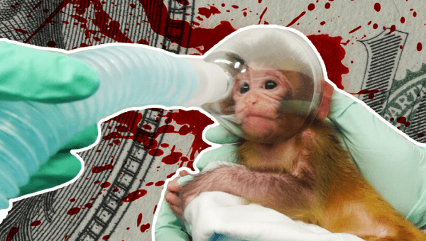 NIH Props Up This Animal Misery Industry With Billions in Tax Money