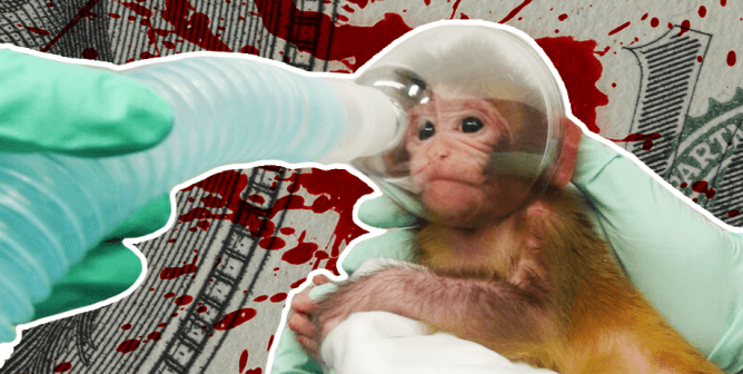 NIH Props Up This Animal Misery Industry With Billions in Tax Money