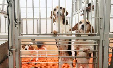 PETA’s Been Exposing NIH Atrocities Since 1981—and a Contracted Beagle-Breeding Factory Is the Latest One