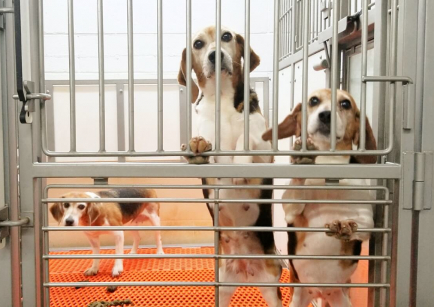 Envigo Beagle-Breeding Hellhole to Shut Down After Being Exposed by PETA