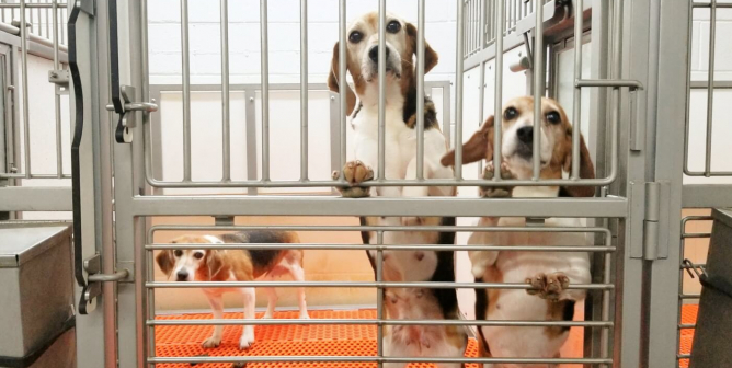 PETA’s Been Exposing NIH Atrocities Since 1981—and a Contracted Beagle-Breeding Factory Is the Latest One