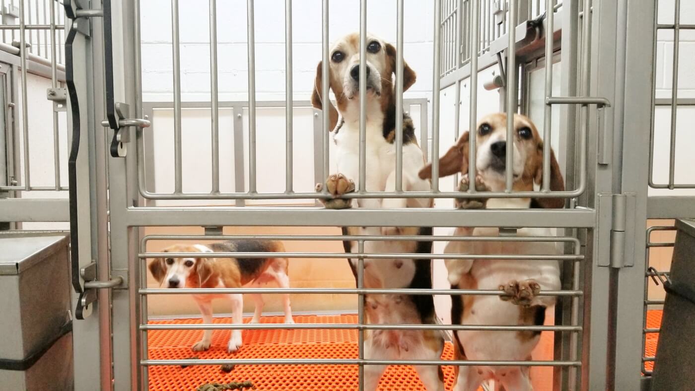 An NIH-Supplying Beagle Factory Is Just the Beginning, 2022 investigations roundup