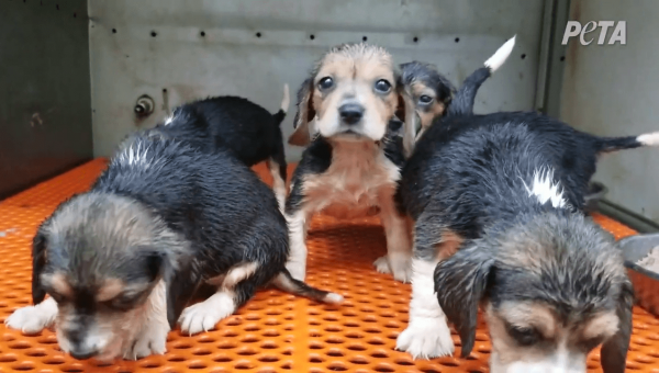 BREAKING: You Saw NIH Fund Beagle Tests—See PETA Video of a Puppy Factory Farm Selling to Labs for 50 Years