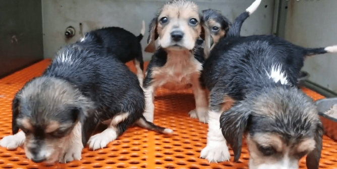 BREAKING: You Saw NIH Fund Beagle Tests—See PETA Video of a Puppy Factory Farm Selling to Labs for 50 Years