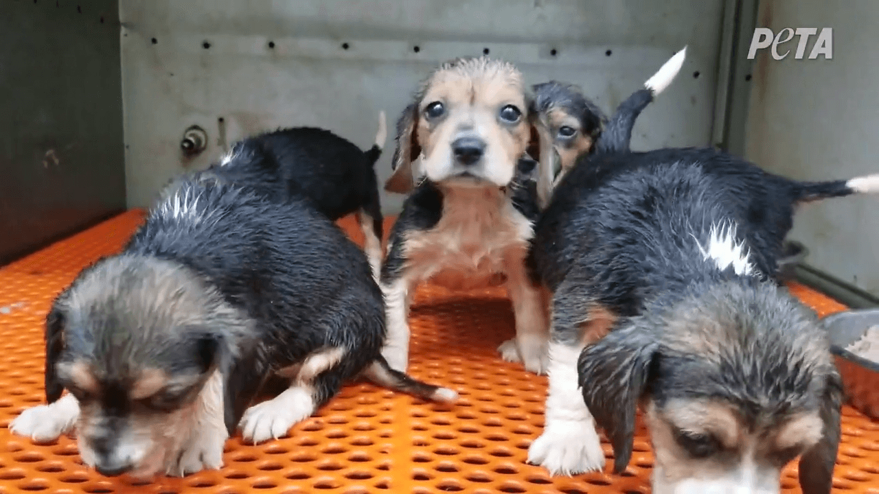 Beagle Puppies at Envigo PETA Investigation Our Undercover Investigation Team: A Podcast Spotlight